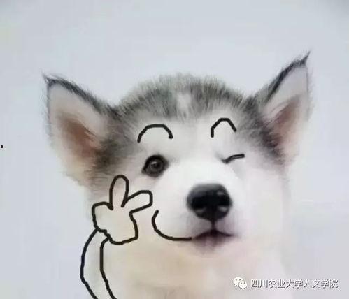 狗狗最新爆料文案搞笑图片,搞笑图片背后的秘密大揭秘！